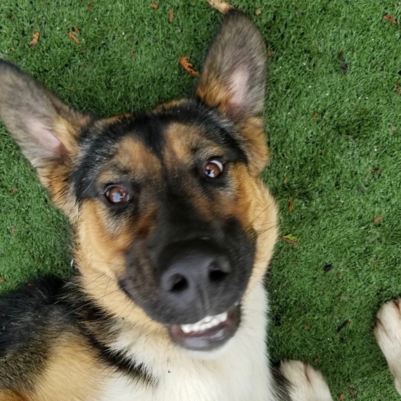 Meet your posher - Picture 1 of 1